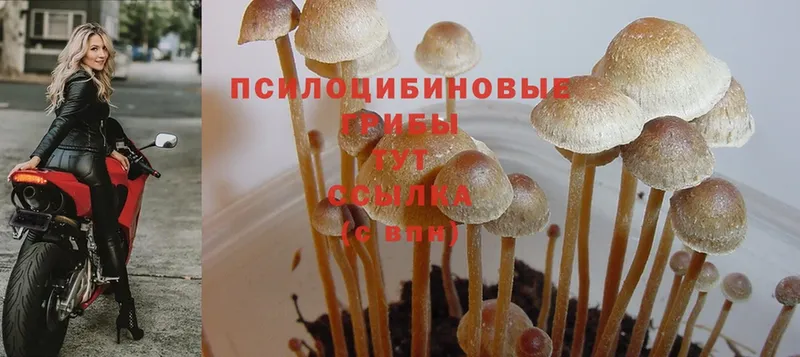 Галлюциногенные грибы Psilocybe  Дудинка 